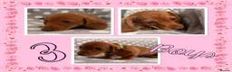 Miniature Dachshund dogs for sale: Miniature dachshund  - Advert 13