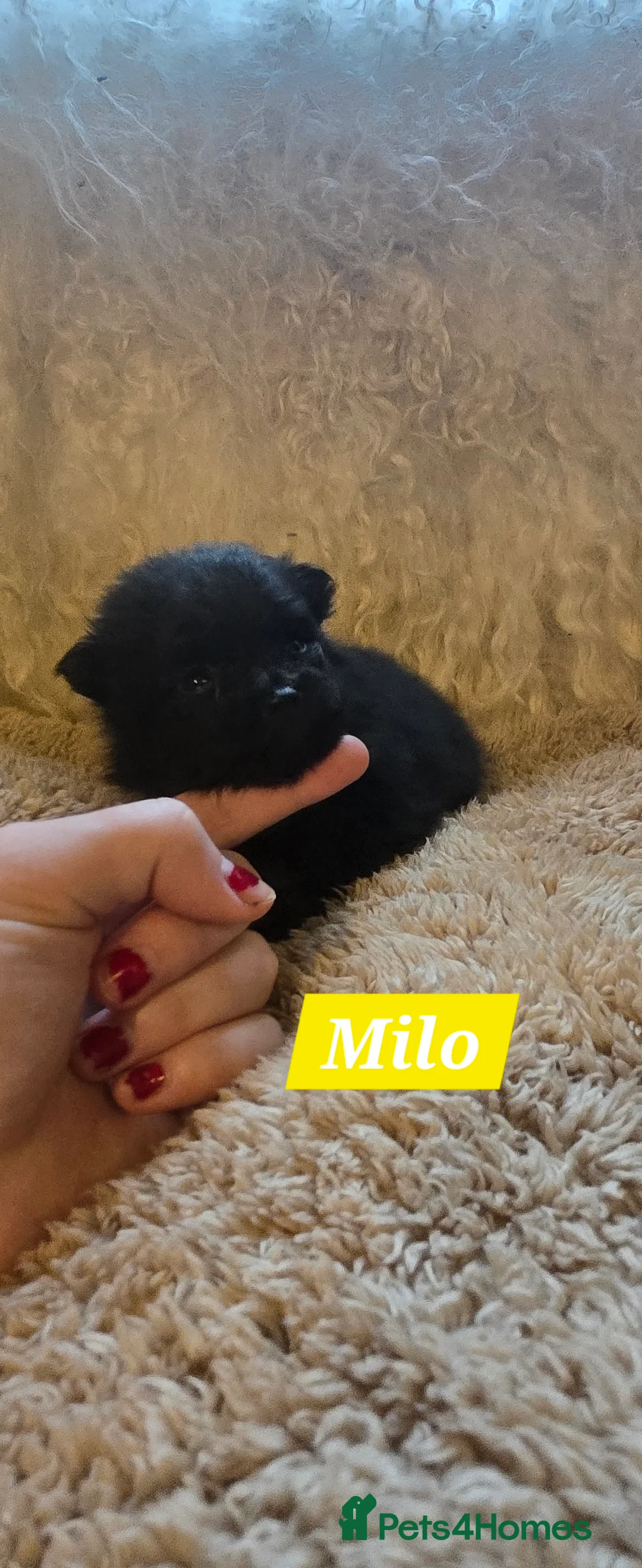 Pomeranian dogs for sale: Pretty Pomeranians  - Advert 29