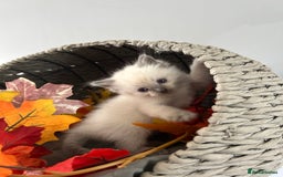 Ragdoll cats for sale: Gorgeous blue point ragdoll kittens (1F & 2M left) - Image 3