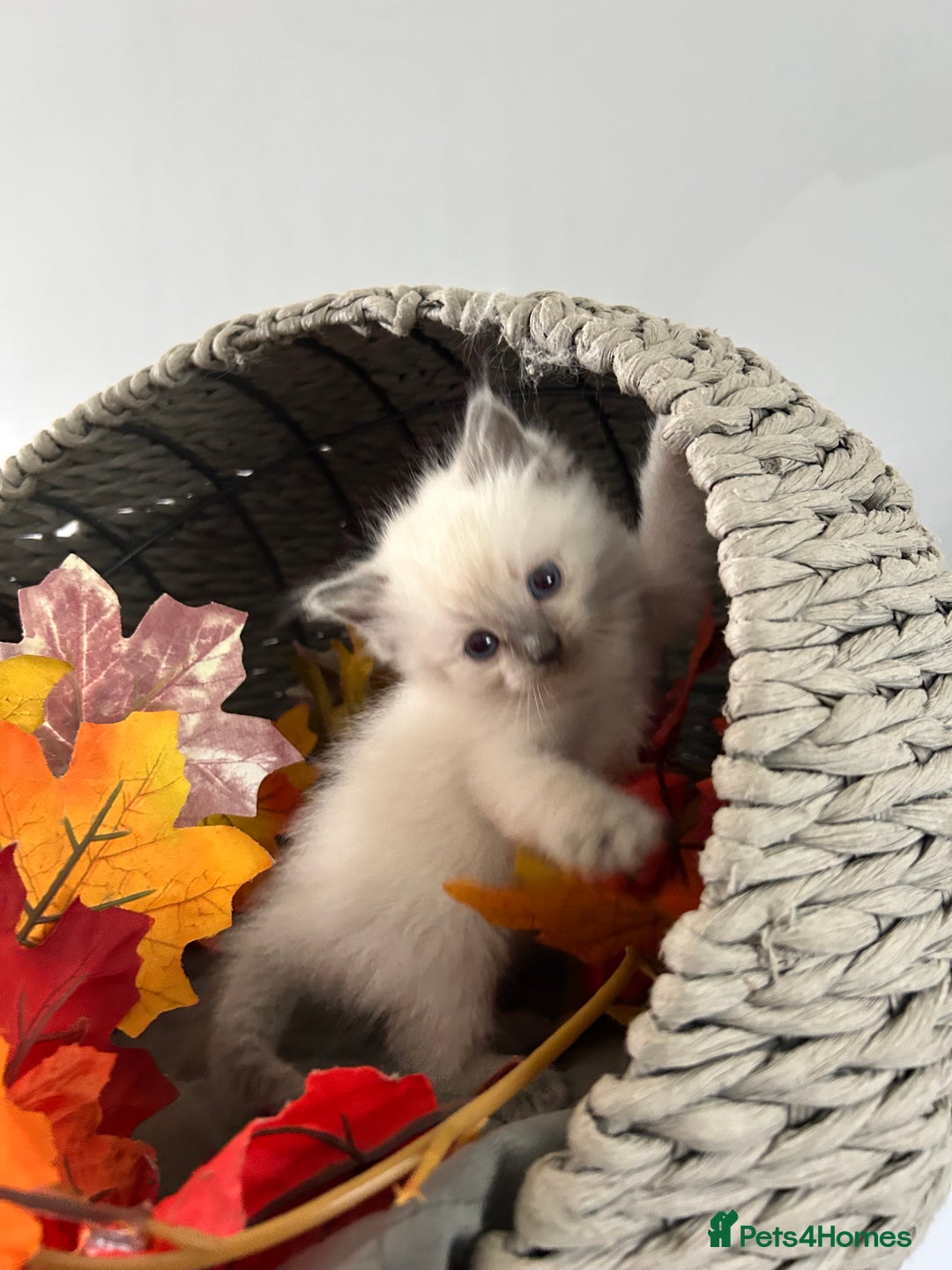 Ragdoll cats for sale: Gorgeous blue point ragdoll kittens (1F & 2M left) - Image 3