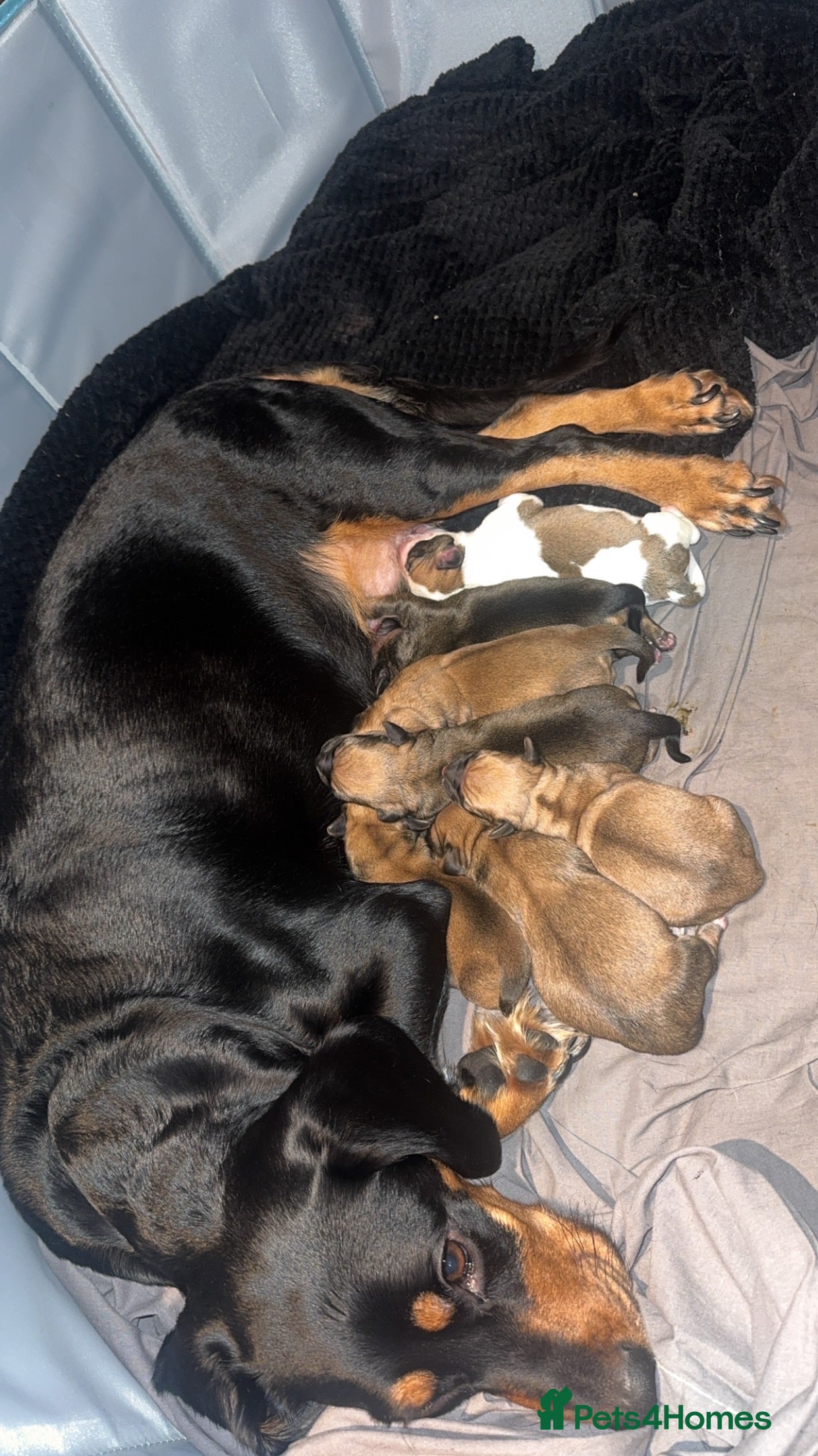 Puggle dogs Puggle’s For Sale🐶 - Advert 1