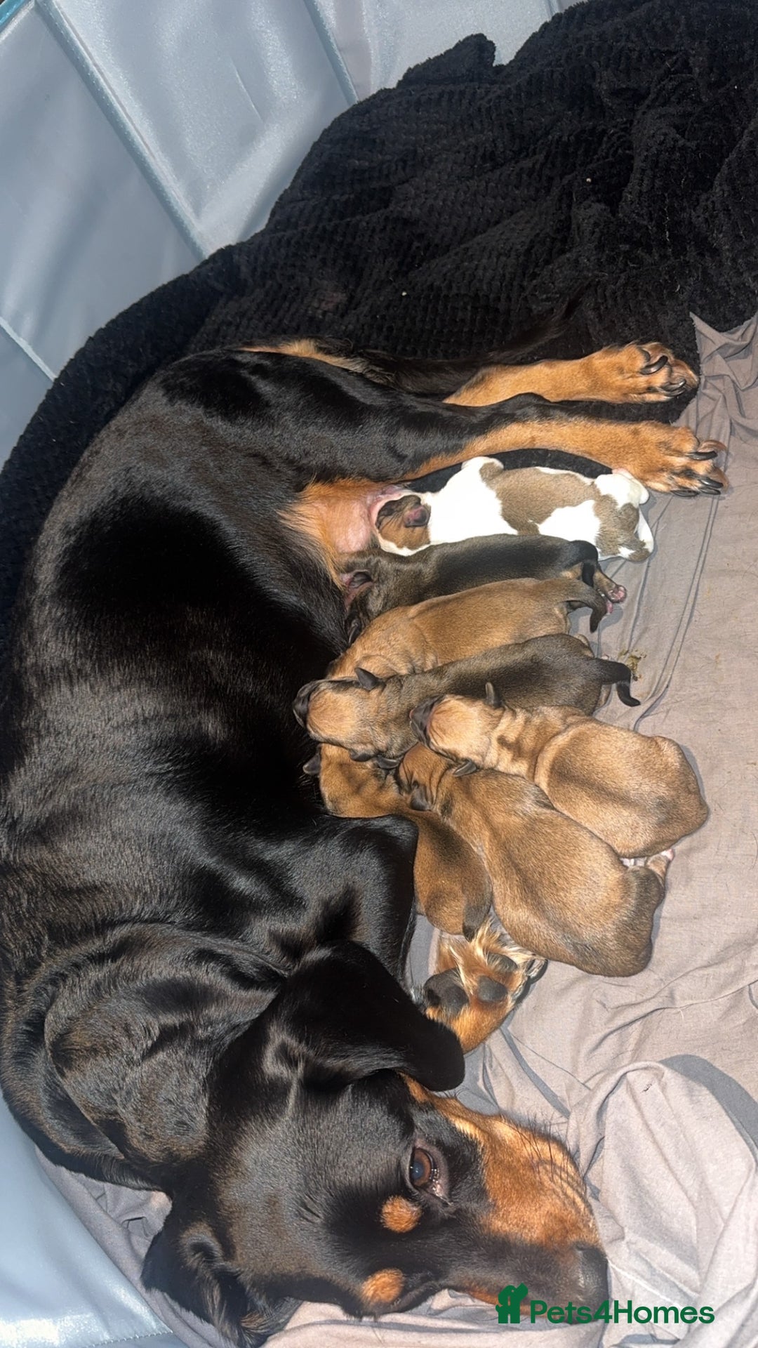 Puggle dogs for sale: Puggle’s For Sale🐶 - Advert 1