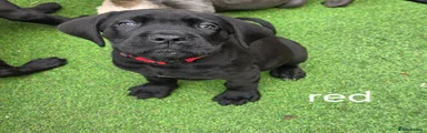 Cane Corso 1