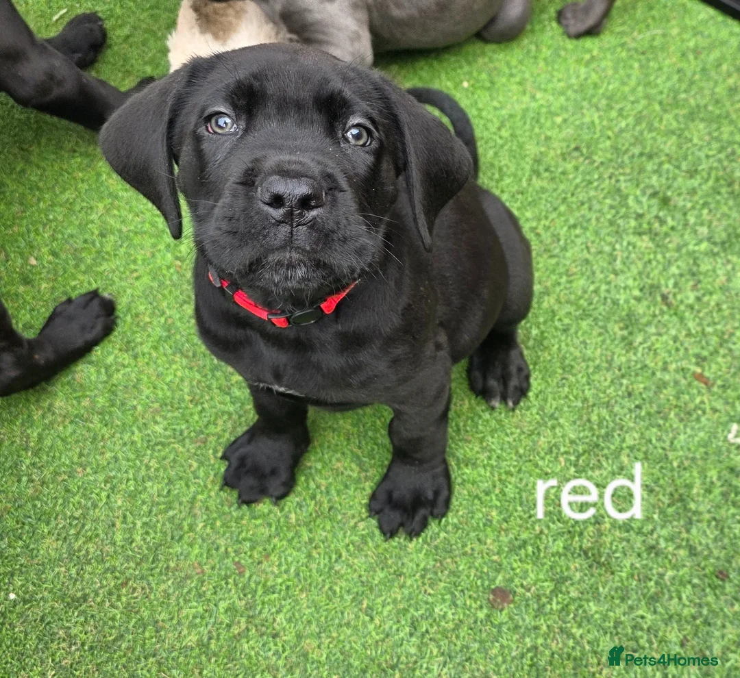 Cane Corso dogs for sale: Cane Corso puppies - Advert 1