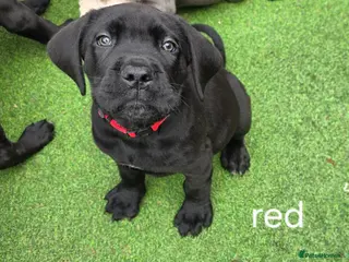 Cane Corso dogs Cane Corso puppies - Advert 4