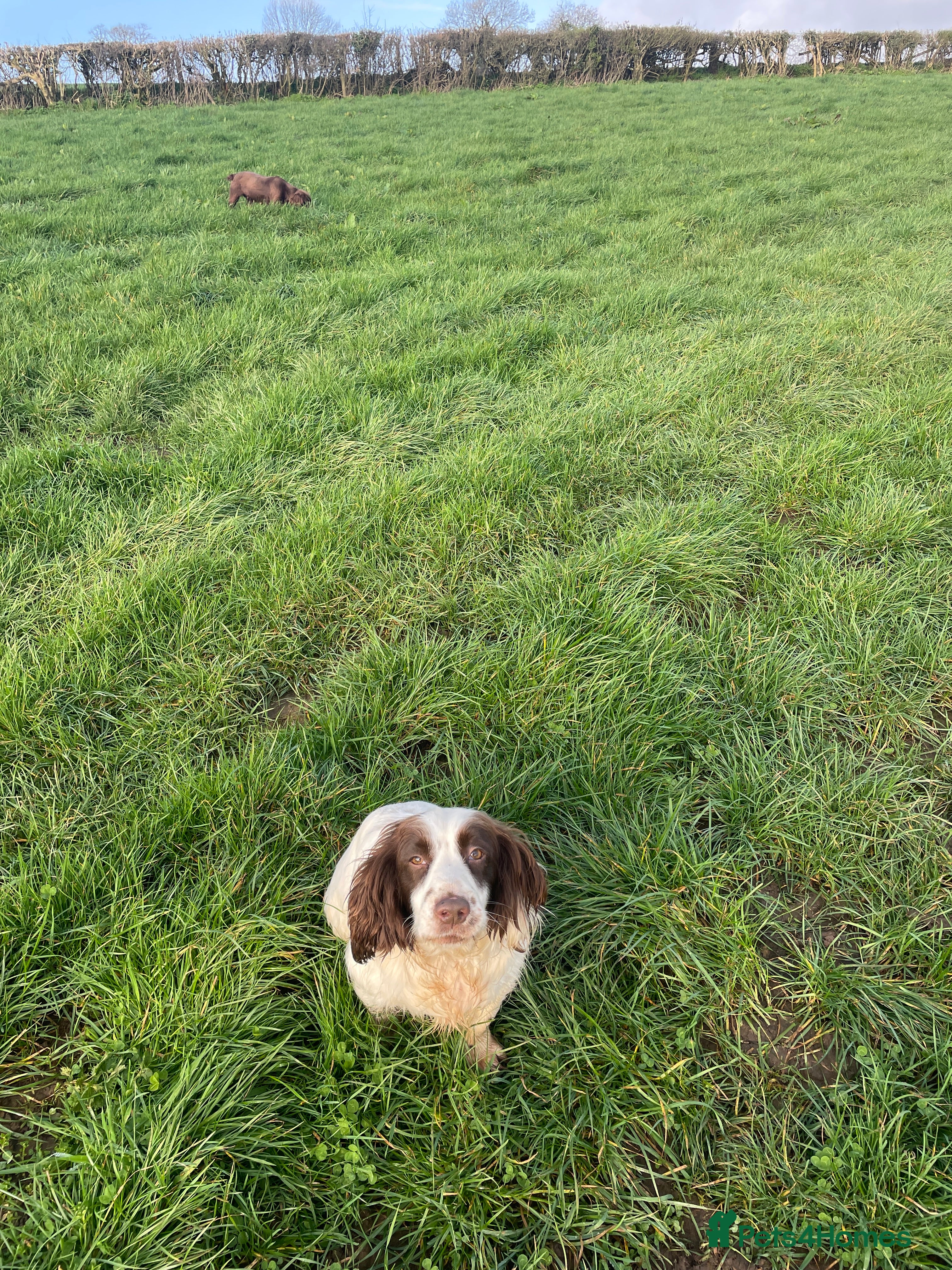 Mixed Breed dogs Sprocker puppy  - Advert 1