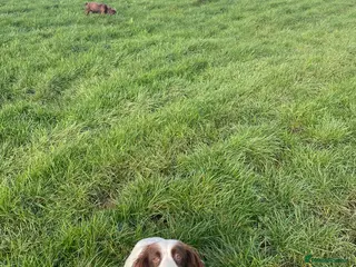 Mixed Breed dogs Sprocker puppy - Advert 1