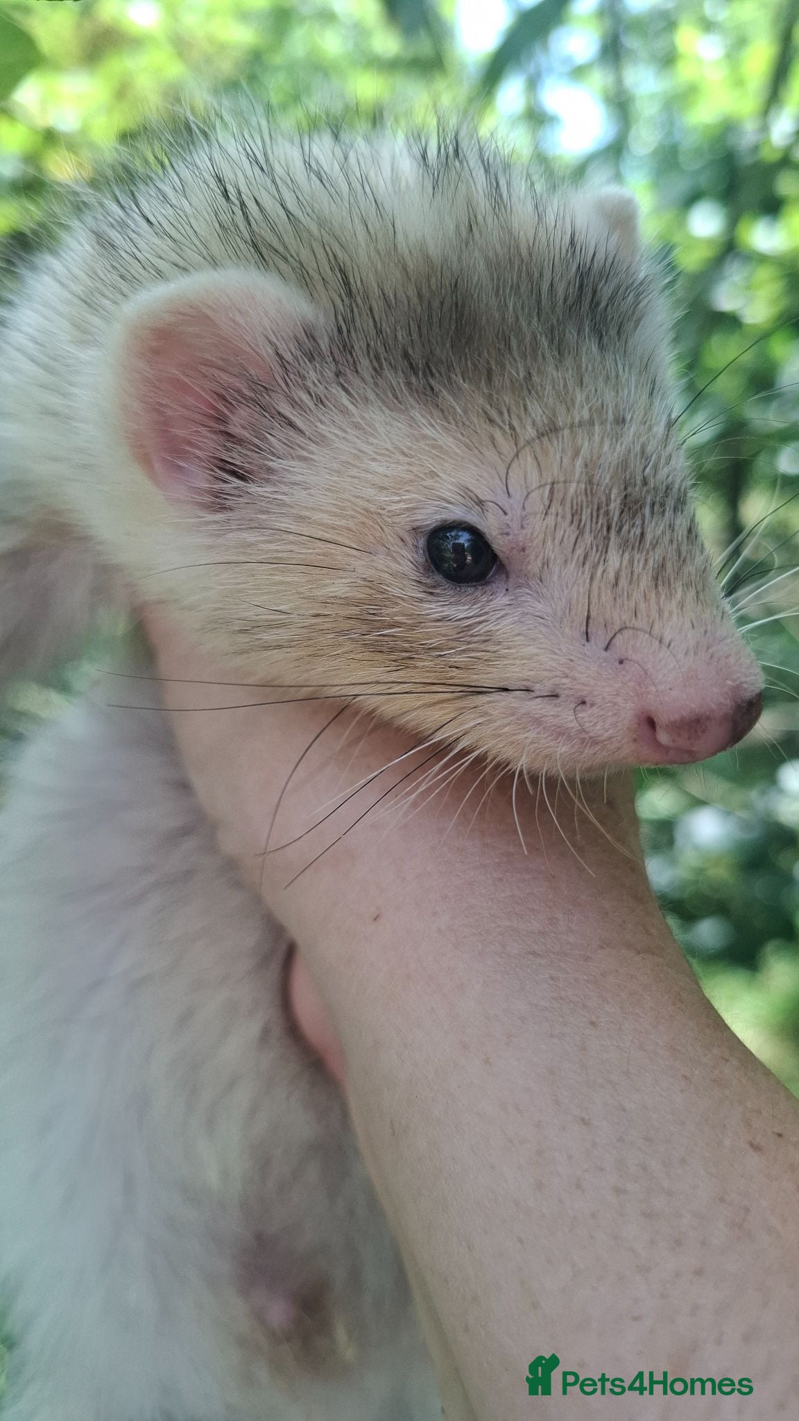 Ferret rodents Silver and Sable Hob Ferrets for Sale Ready Now - Advert 2