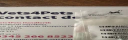 Poochon dogs for sale: 1 GOLDEN BOY POOCHON -Rupert the Bear-CHESHIRE  - Advert 20