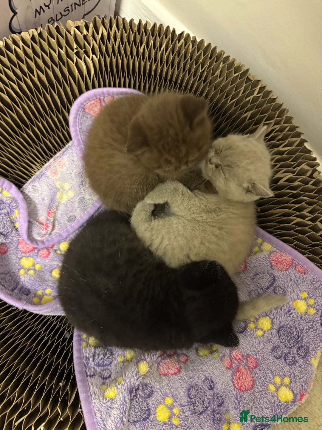 British Shorthair cats for sale: Champion Line British Shorthair Kittens - Advert 5