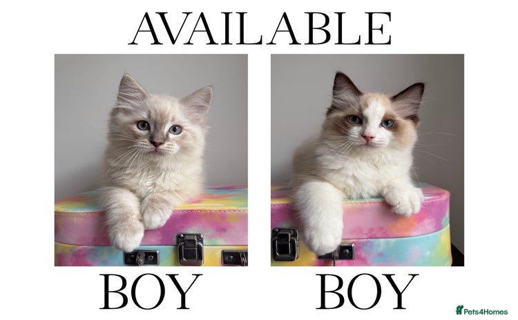 Ragdoll cats - Advert 5