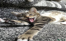 Domestic Shorthair cats for sale: Sweetest Kitten - Image 4