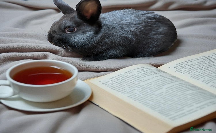 Netherland Dwarf rabbits - Advert 15