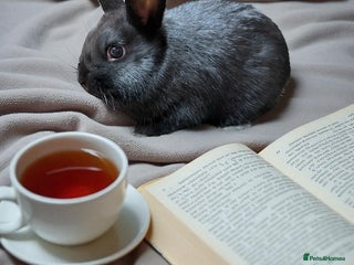 Netherland Dwarf rabbits - Advert 14