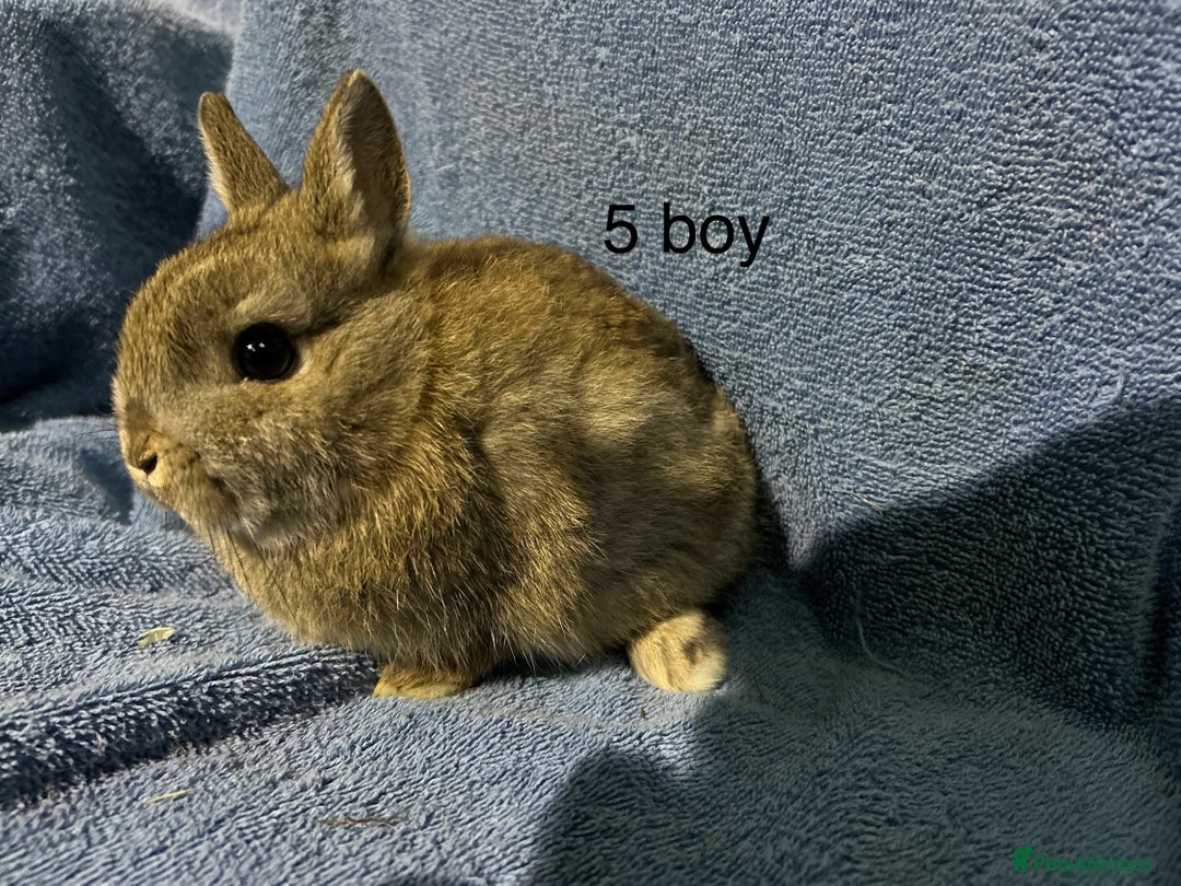 Netherland Dwarf rabbits for sale: Dwarf Netherland rabbits   - Advert 2