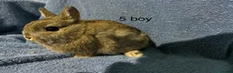 Netherland Dwarf rabbits for sale: Dwarf Netherland rabbits   - Advert 2