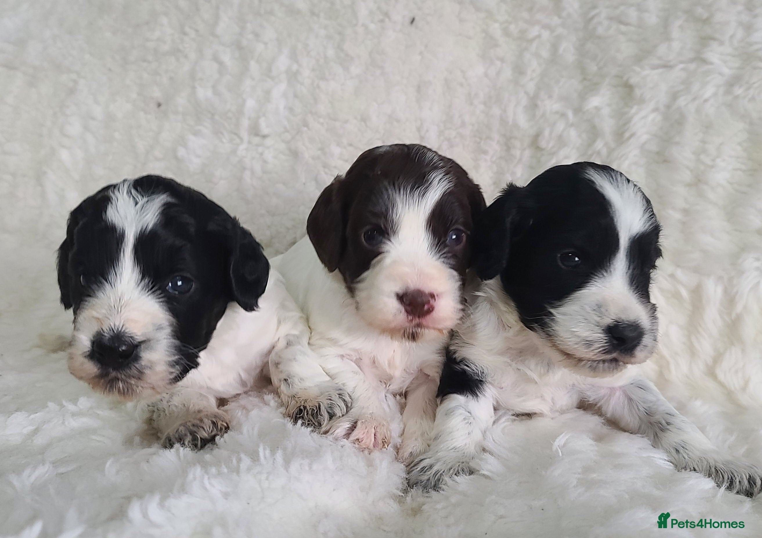 Cockapoo dogs *NEW VIDEO* Parti Roan F1 Cockapoos. DNA Tested  - Advert 2