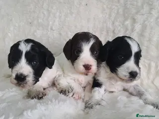 Cockapoo dogs *NEW VIDEO* Parti Roan F1 Cockapoos. DNA Tested - Advert 2