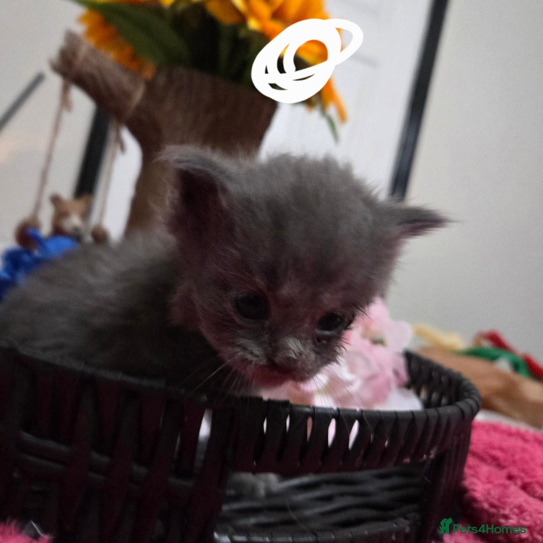 Maine Coon cats for sale: Champion russian Maine coon kittens - Advert 11