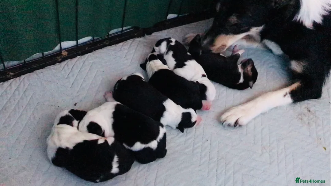 Border Collie dogs for sale: Beautiful Border Collie Puppies Classic Tricolour - Advert 3