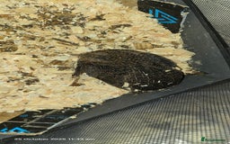 Quail poultry for sale: 🌟 Adult Quails for Sale! 🌟 - Image 12