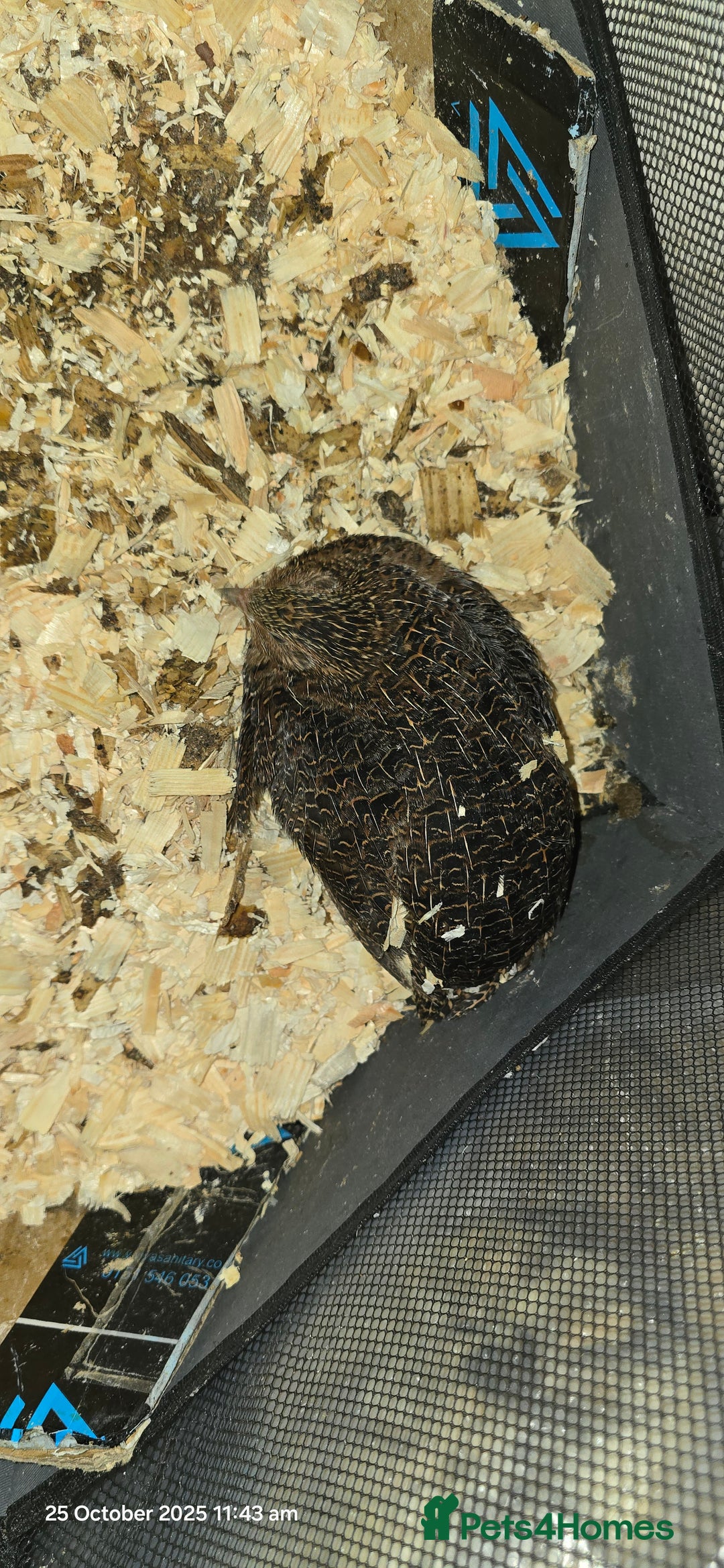 Quail poultry for sale: 🌟 Adult Quails for Sale! 🌟 - Image 12