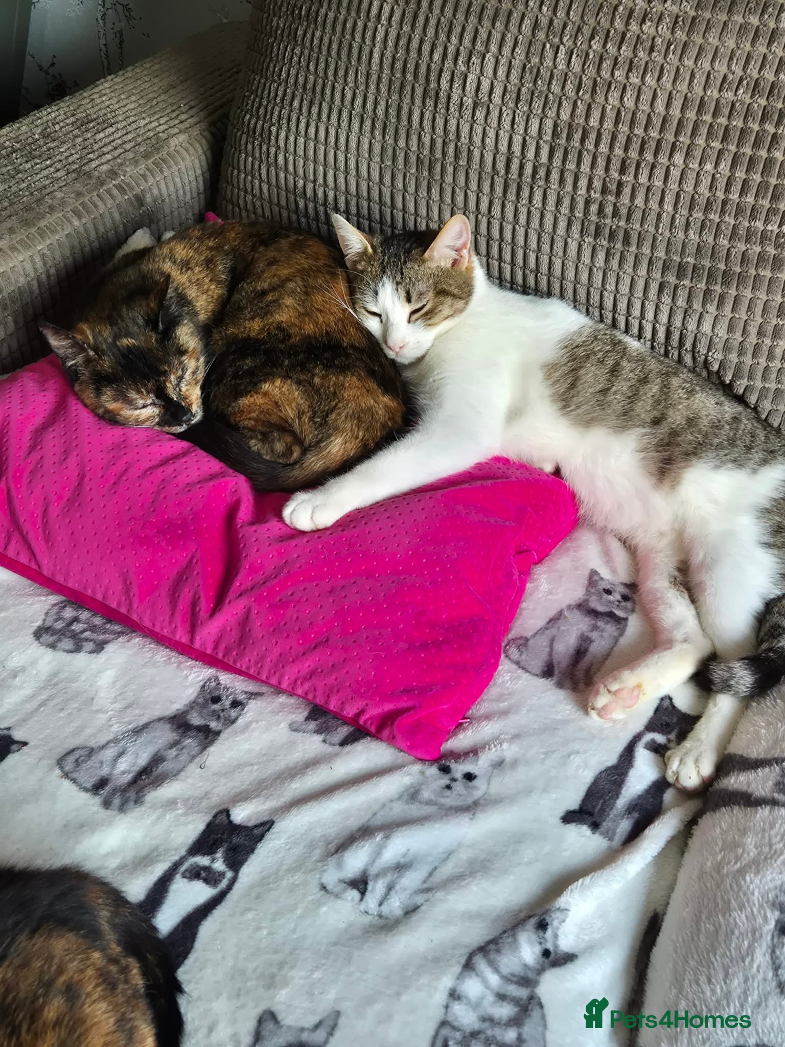 Mixed Breed cats for adoption: Galaxy for adoption in Waterlooville - Advert 5
