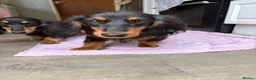 Miniature Dachshund dogs for sale: 6 month old girl KC reg pra clear cream carrier - Advert 5