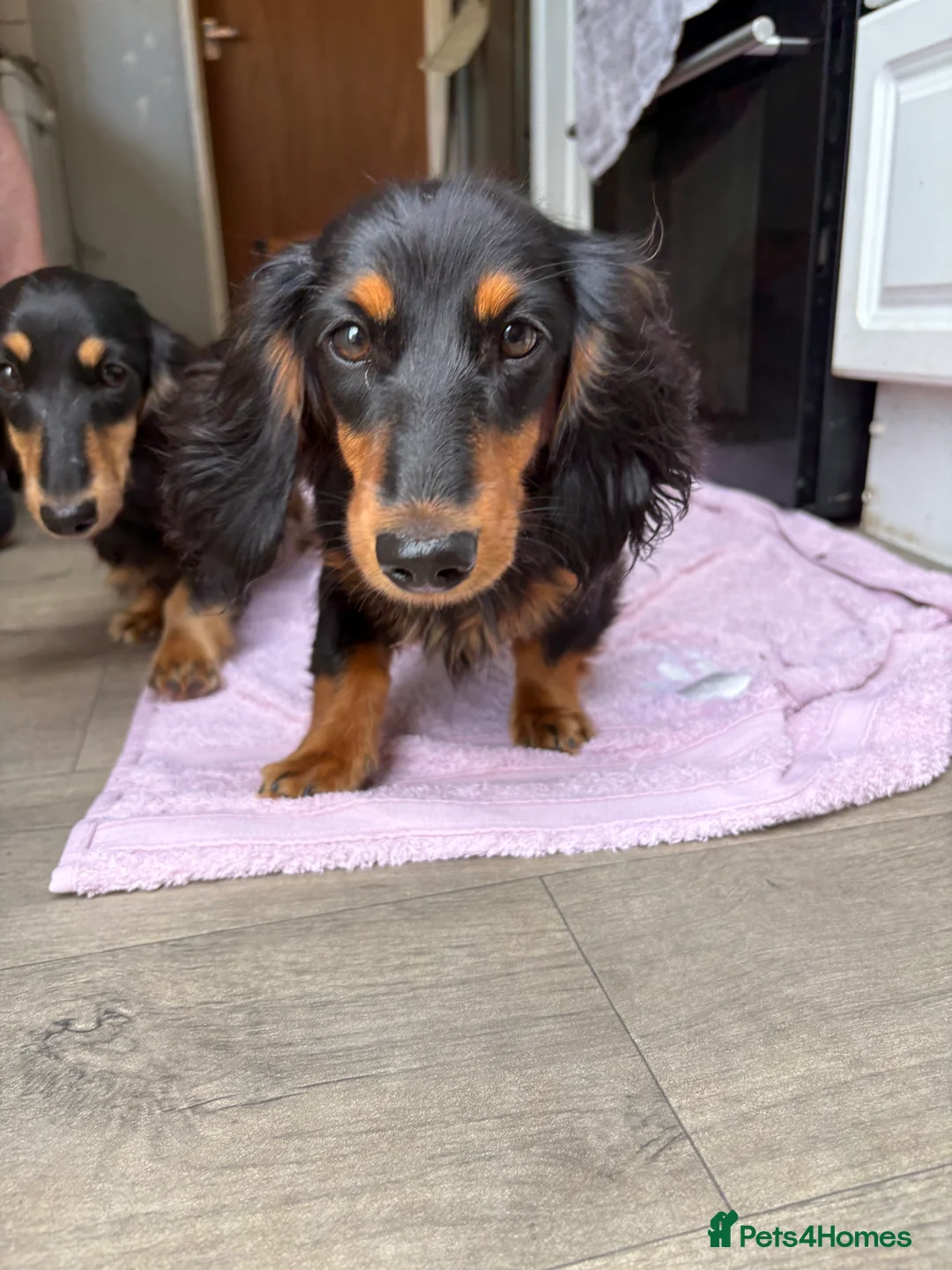 Miniature Dachshund dogs for sale: 6 month old girl KC reg pra clear cream carrier - Advert 5