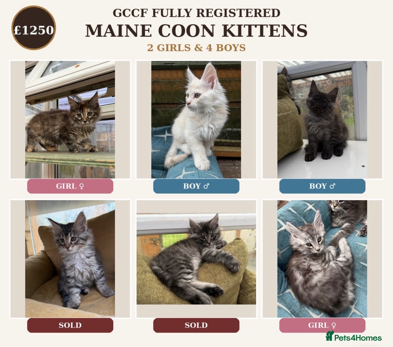 Maine Coon cats GCCF Fully Registered Maine Coon Kittens  - Advert 1