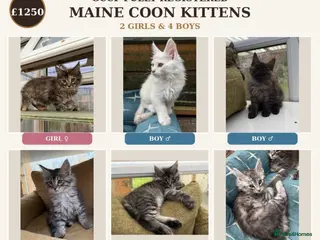 Maine Coon cats GCCF Fully Registered Maine Coon Kittens - Advert 1