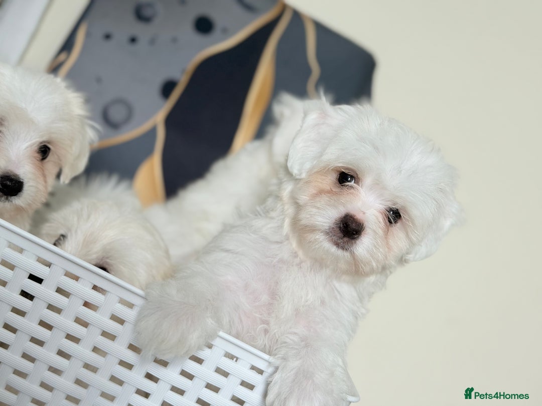 Maltese dogs for sale: Maltese pups/dogs/puppies  - Image 5