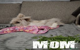 Lionhead rabbits for sale: Pure Breed Fluffy Double Mained Lionhead Kits - Image 14