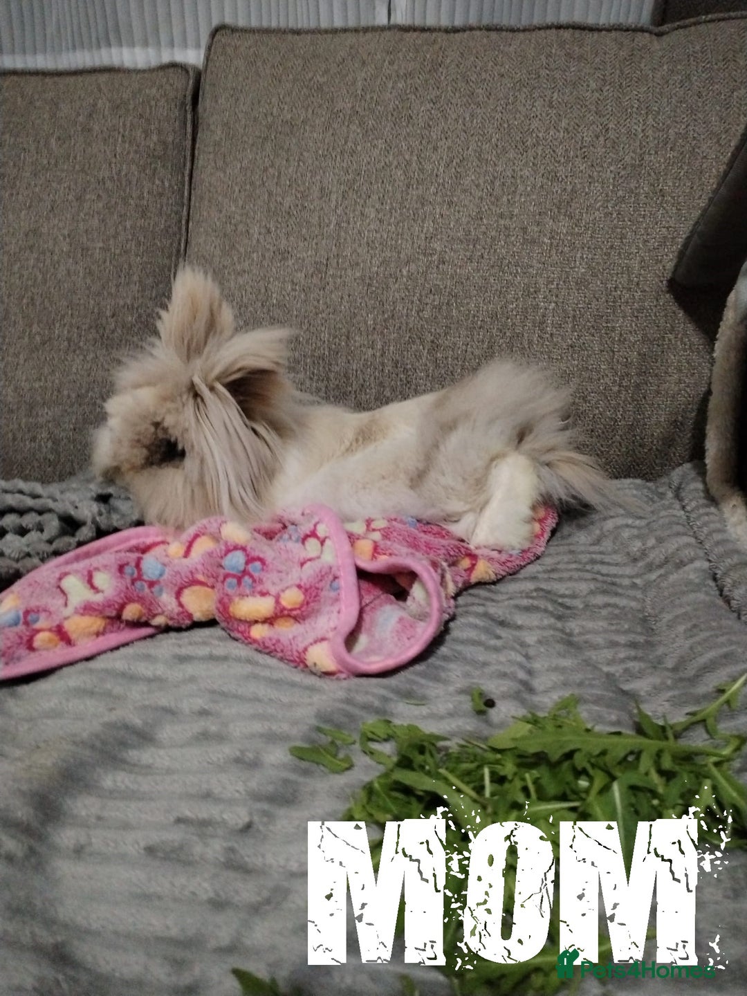 Lionhead rabbits for sale: Pure Breed Fluffy Double Mained Lionhead Kits - Image 14