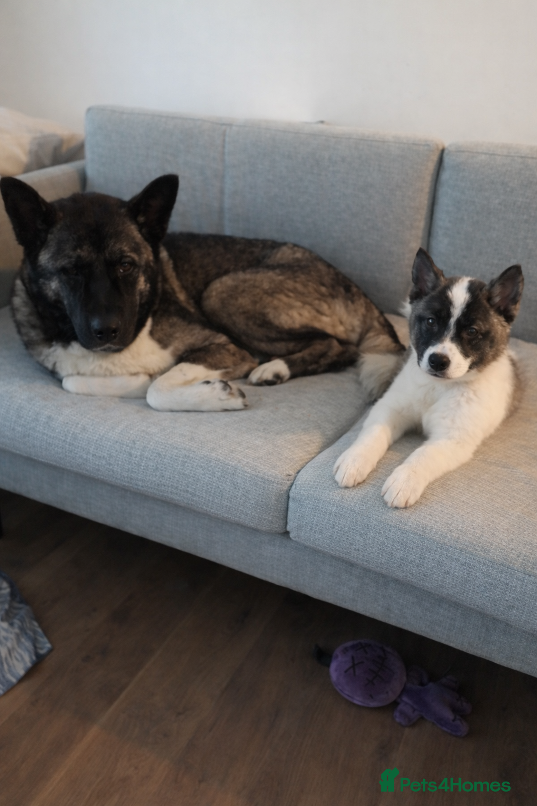 Akita dogs for sale: Quality Family Raised American Akita Puppies - Advert 38
