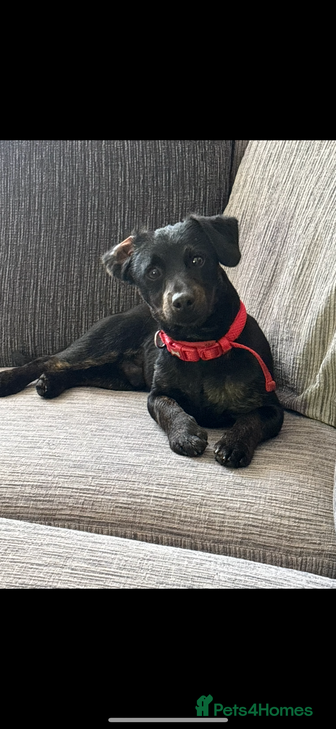 Jack Russell dogs for sale: 2x trio girls available  - Image 5