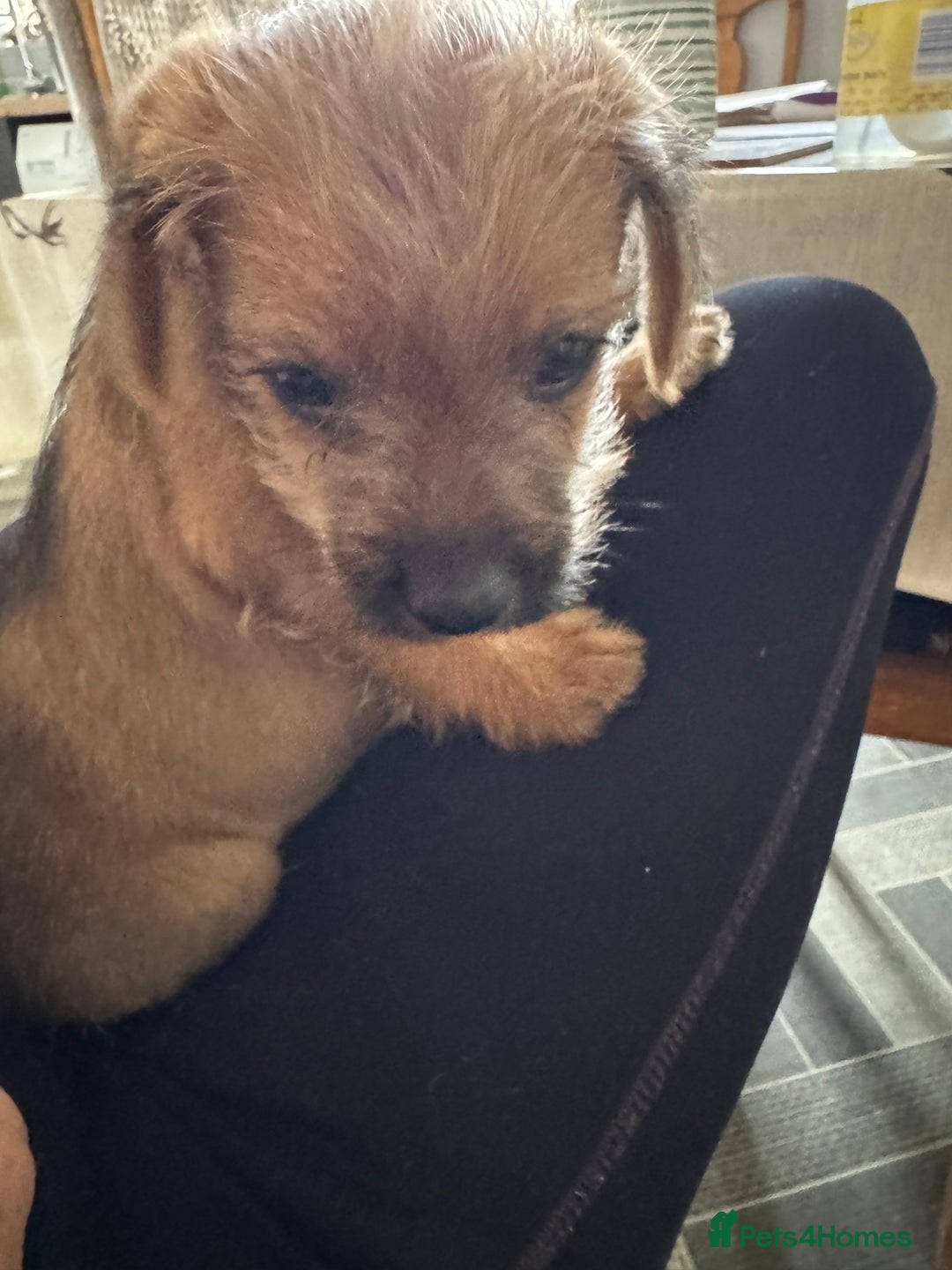 Mixed Breed dogs for sale: Border Terrier x Lakeland Terrier pups - Image 4