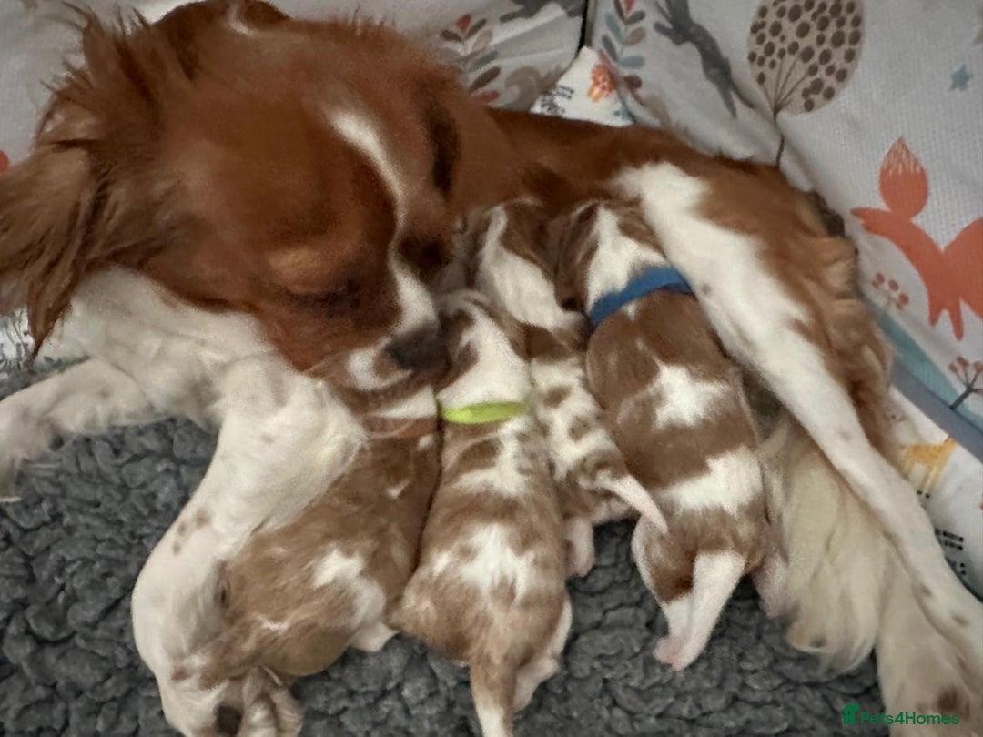 Cavalier King Charles Spaniel dogs for sale: Fully Health Tested Male CKCS Puppies - Image 39