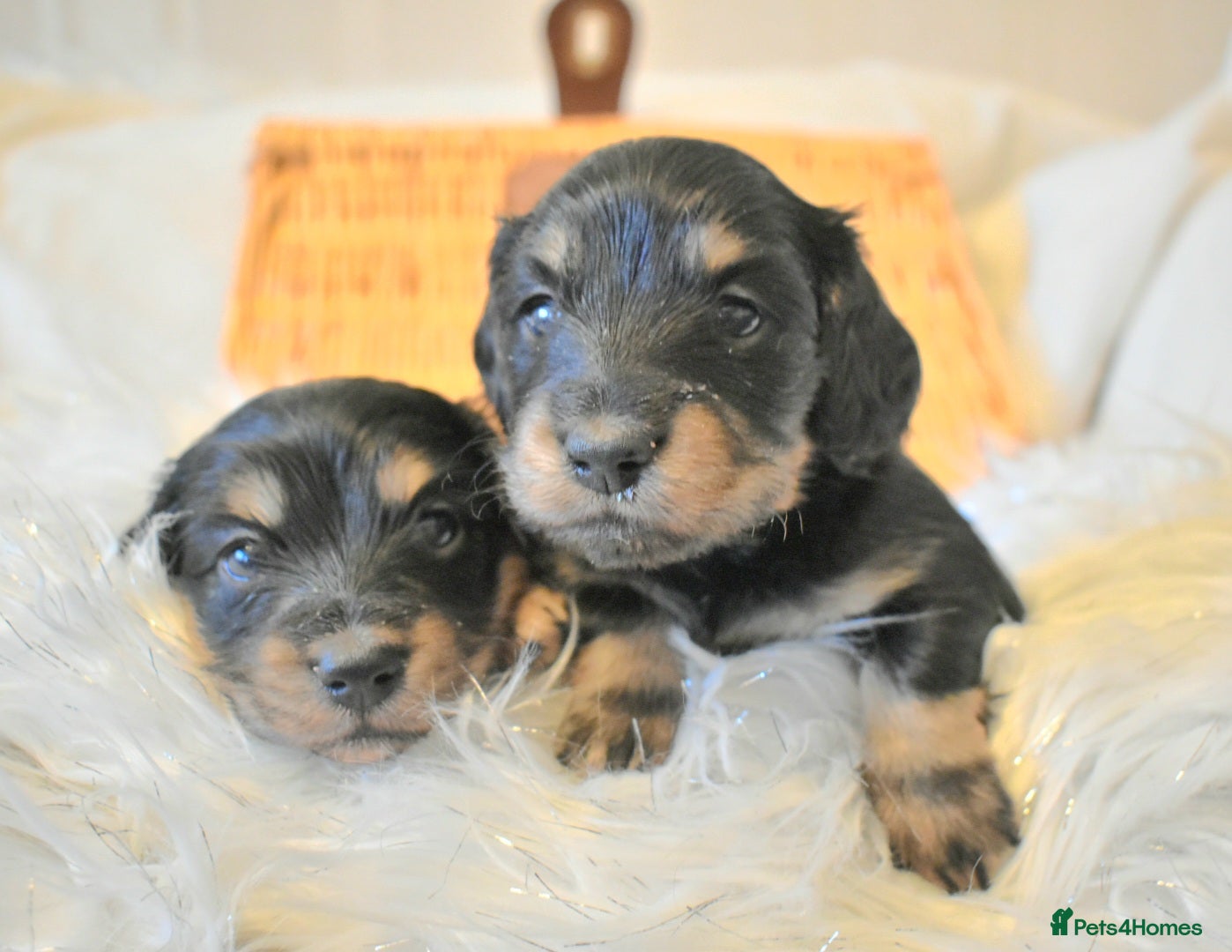Miniature Dachshund dogs Long Haired Miniature Dachshund Pups - Advert 5