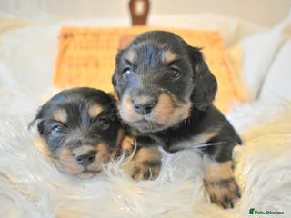 Miniature Dachshund dogs Long Haired Miniature Dachshund Pups - Advert 5