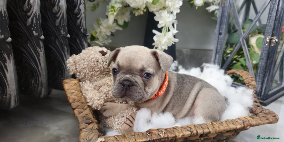 French Bulldog dogs for sale: French bulldog lilac/blue fawn  - Image 17