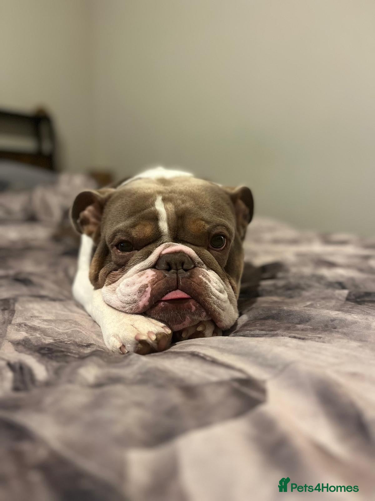 English Bulldog dogs Beautiful bulldog - Advert 1
