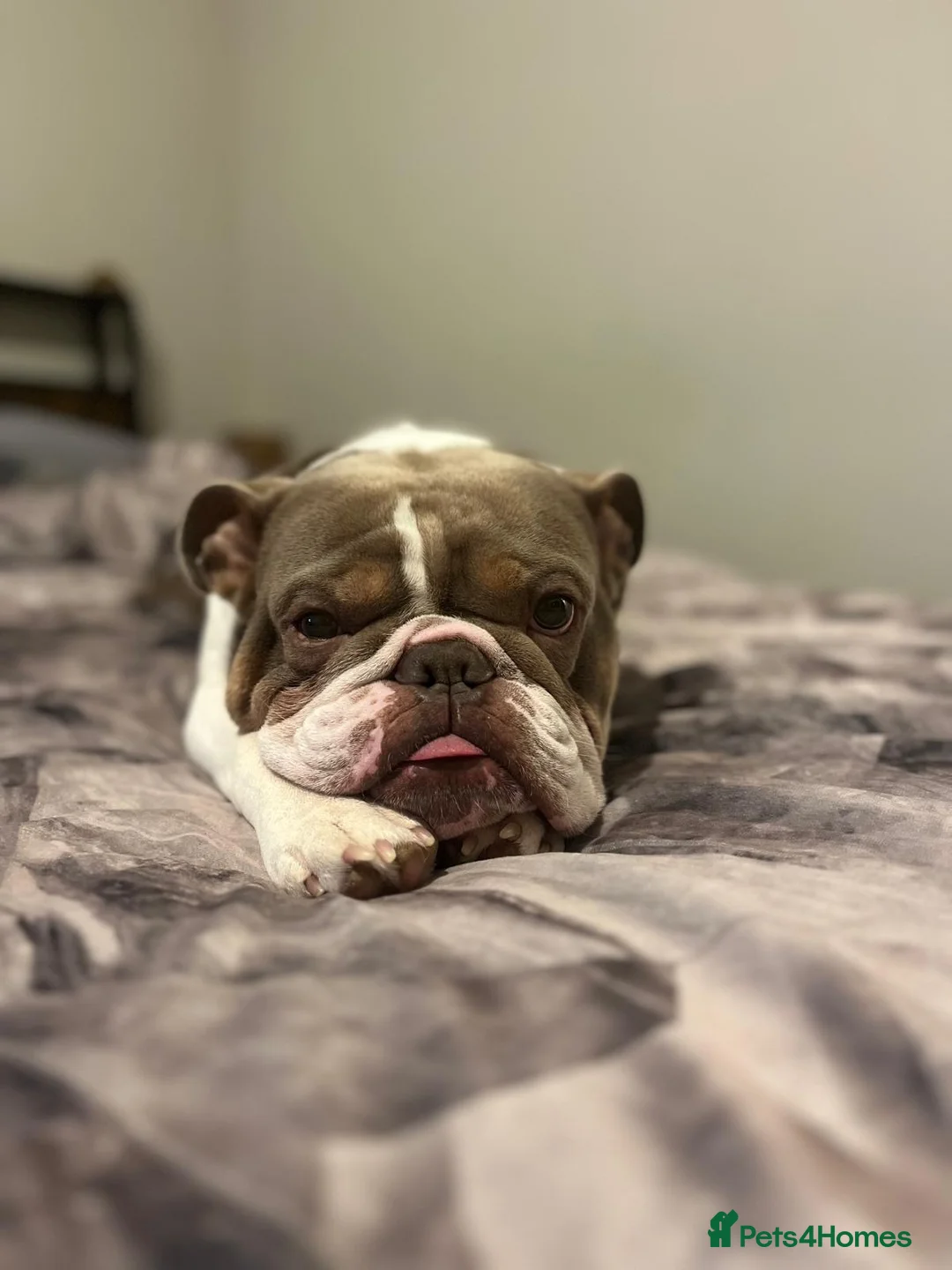 English Bulldog dogs for sale: Beautiful bulldog in Melksham - Advert 1
