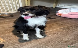 Mixed Breed dogs for adoption: 💖🐶 TOPSY 🐶💖 - Image 7