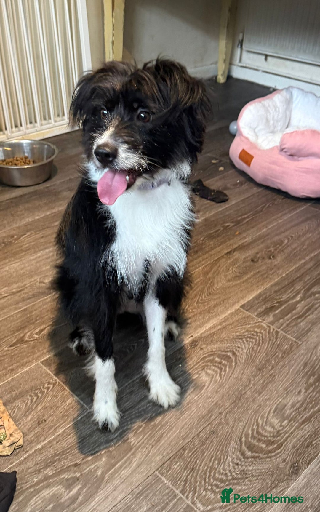 Mixed Breed dogs for adoption: 💖🐶 TOPSY 🐶💖 - Image 7