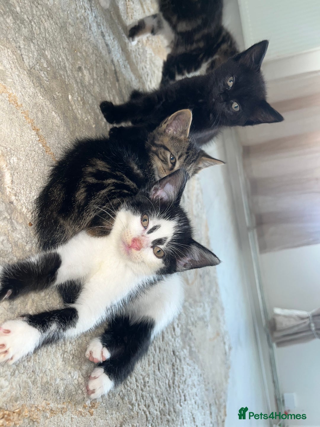 Mixed Breed cats for sale: Kittens for sale - Image 9