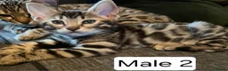 Bengal cats for sale: Pure Bengal in West Drayton - Advert 6