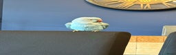 Ringnecks birds for sale: Blue male ringneck rehoming - Advert 2