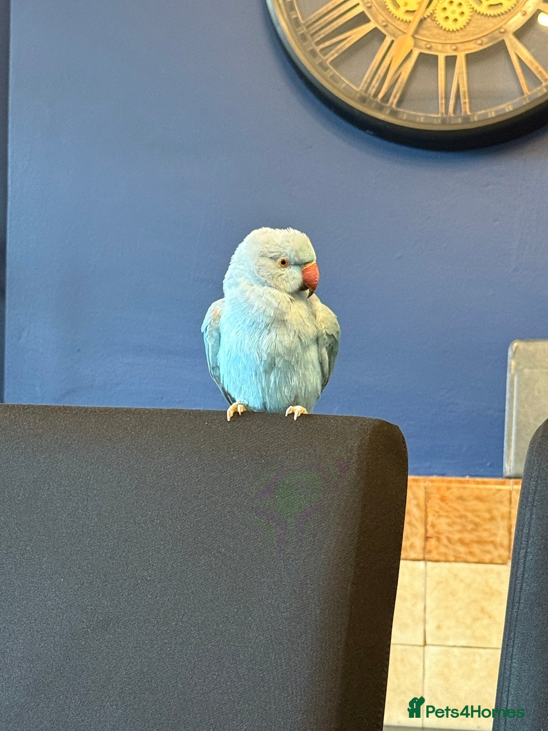 Ringnecks birds for sale: Blue male ringneck rehoming - Advert 2