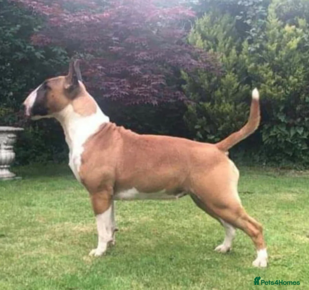 Bull Terrier dogs for sale: Quality Bull Terrier Puppies - Advert 7